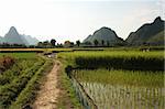 Paddy Rice fields of China