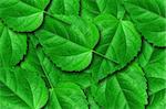 green leaves background