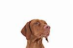 A close-up shot of a Hungarian Vizsla dog with snow on its chin and a grey sky in the background. Selective focus.