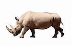 A picture of a big rhino standing against white background