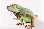 Green iguana on white background