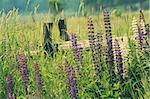 Field of lupine  flowers