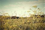 Field of wild dill in the afternoon sun with vintage look