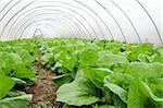 Organic farming, celery cabbage growing in greenhouse