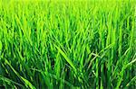 Green seedlings of cereal crops in the field