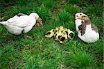 A brood of little goslings on green  grass