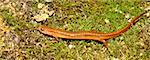 A Southern Two-lined Salamander (Eurycea cirrigera) in the southern USA.