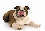 dog licking lips - happy english bulldog licking lips on white background
