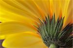 Bottom closeup view of yellow petals.