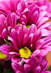 Deep pink chrysanthemum flowers  - very shallow depth of field