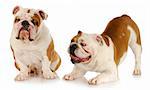 dogs playing - two english bulldogs playing - one trying to ignore the other on white background