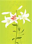 Vector floral background with lilies for your card or invitation.