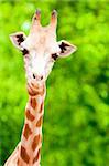 Giraffe eating twig, forest background