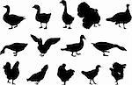 poultry silhouettes - vector