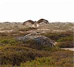 Two large ospreys fighting at a nest on the ground