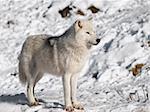 Arctic wolf in winter in natural environment