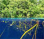 mangrove up down waterline real ecosystem organic algae in suspension