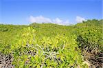 Mangrove plant detail in sunny day blue sky Mayan Riviera Mexico