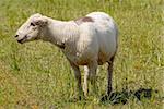 Flock of white swiss sheep standing in a field outdoors