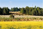 Rural scenery with yellow rape flowers and green forest under blue sky in Fushoushan Farm, Taiwan, Asia.