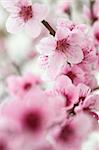 Fresh, blooming tree in spring with pink flowers