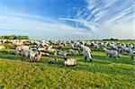 A summer landscape and herd sheep  in the Niedersachsen