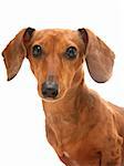 dachshund