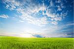 Bright sunset over growing green crops in the field