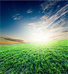 Bright glowing sunset over growing green crops on the field