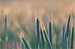 close up of wheat on sunset background