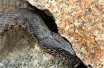 Snake water, latin Natrix tessellata