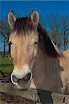 beautiful fjord horse behind a fence