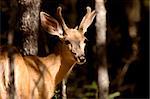 Deer Buck sunlit bush forest antlers velvet Canada