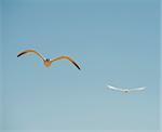 Pair of caspian terns terns flying head-on with blue sky background