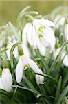 Snowdrops