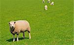 white Sheep on a green meadow, the Netherlands