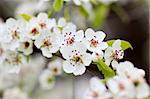 Fresh, blooming tree in spring with white flowers