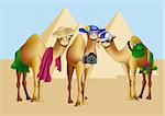 Three camels as tourists in front of pyramids.