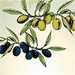 Vector illustration - green and black olives on the branches