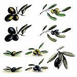 Vector illustration - collection of the different olive illustrations