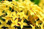 yellow flower close up at day