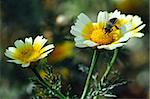 Honey bee extracts nectar from blooming daisy flower.