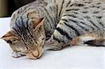 Cute ginger cat sleeping on a table.