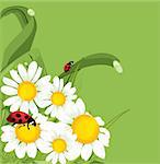 vector ladybird green background