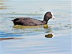 A image of the black water bird Fulica atra