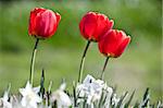 An image of a three nice red tulips