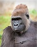 Gorilla in captivity at a zoo