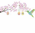 cherry blossom and hummingbird on a white background