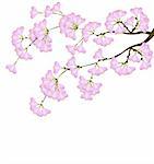cherry blossom in spring on a white background