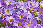 primroses in a garden